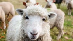 A necessidade de pastoreio